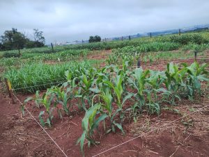 Instituto de Zootecnia avalia desempenho de cultivares e aplicação de novas tecnologias no enfrentamento às mudanças climáticas