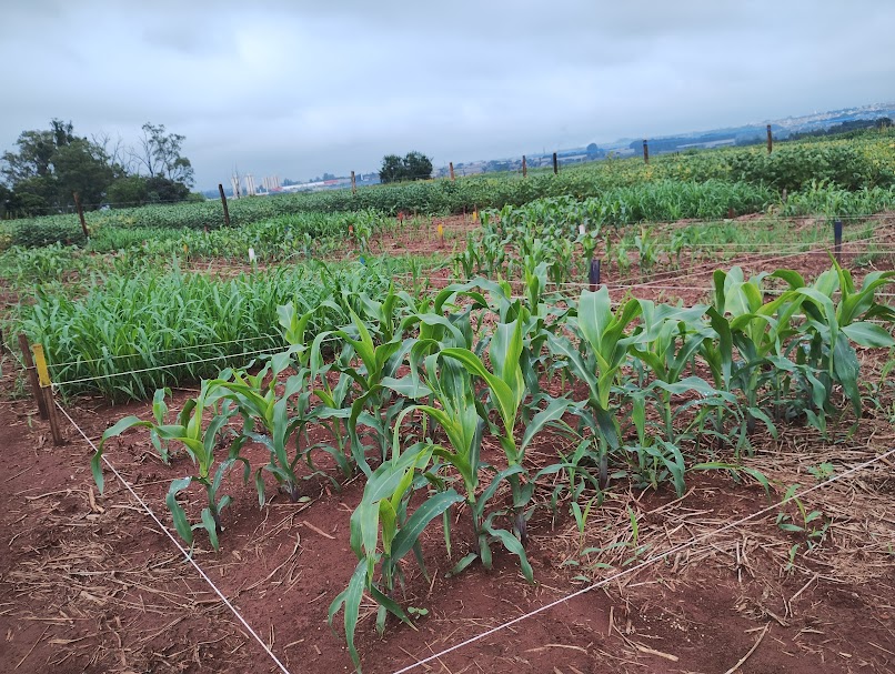 Instituto de Zootecnia avalia desempenho de cultivares e aplicação de novas tecnologias no enfrentamento às mudanças climáticas