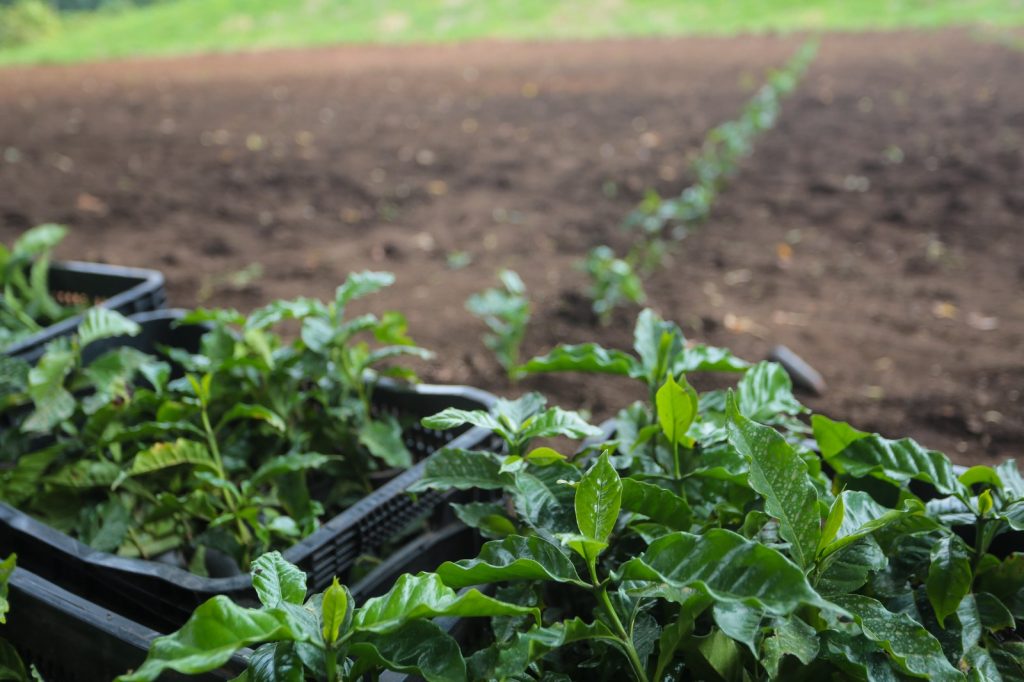 Maior cafezal urbano do mundo recebe novas variedades para pesquisas em agricultura regenerativa