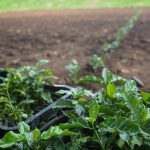 Maior cafezal urbano do mundo recebe novas variedades para pesquisas em agricultura regenerativa