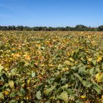 Outono 2026 traz contrastes de calor, frio e chuvas no Estado de São Paulo