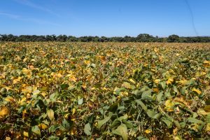 Outono 2026 traz contrastes de calor, frio e chuvas no Estado de São Paulo