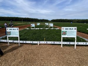 Apta Regional de Pindorama sediará 17º Encontro de Produtores de Amendoim no dia 4 de março