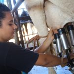 Produção de leite ganha força com políticas públicas em São Paulo