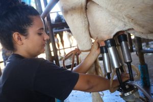 Produção de leite ganha força com políticas públicas em São Paulo