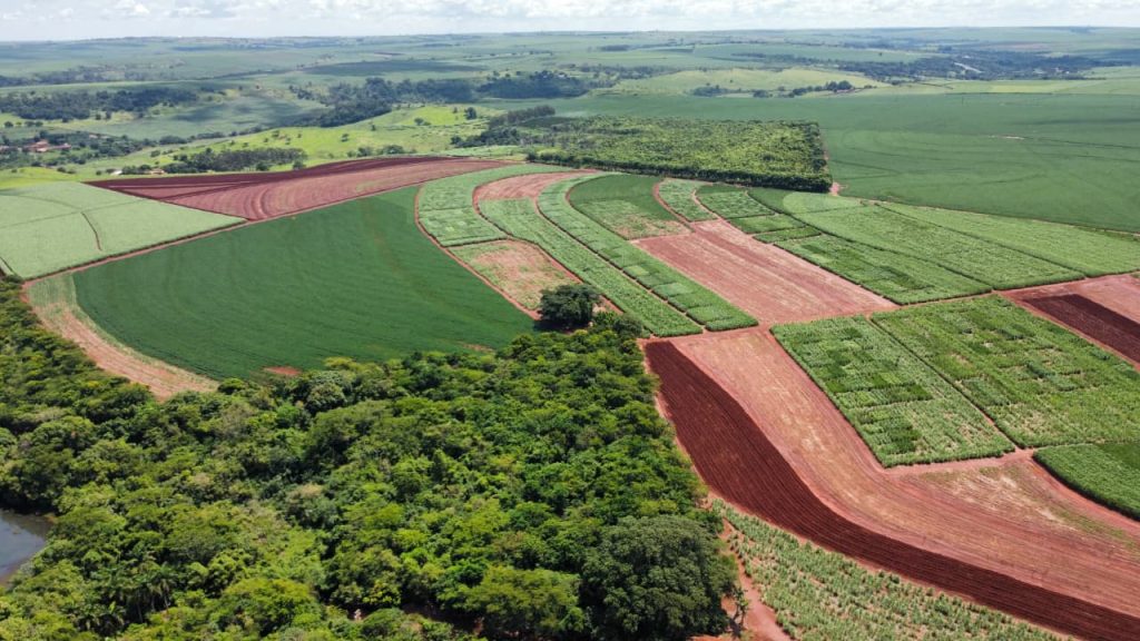 IAC recomenda estratégias de manejo na cana para aumento da produtividade agroindustrial