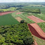 IAC recomenda estratégias de manejo na cana para aumento da produtividade agroindustrial