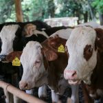 Fundo de sanidade animal garante ‘seguro’ a pecuaristas e competitividade internacional