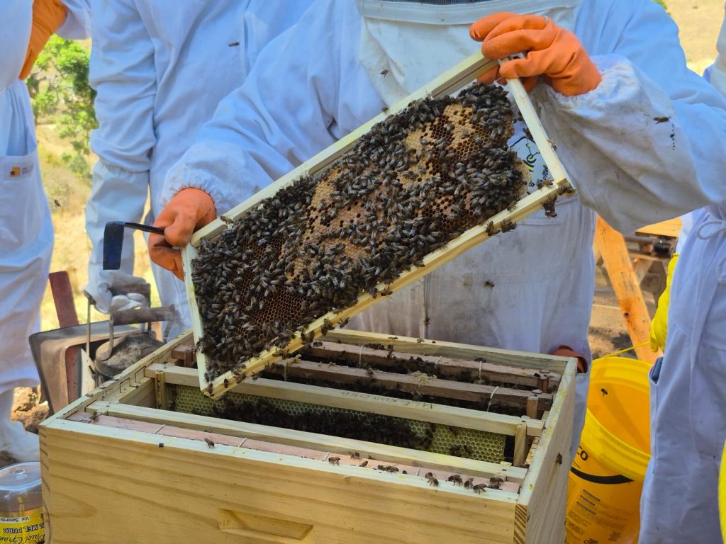 Do quintal ao referencial tecnológico: biólogo transformou 1.200 colmeias em modelo de negócio sustentável