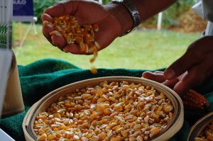 Milho 1ª safra, soja e café impulsionam previsões para safra 25/26 no Estado de São Paulo