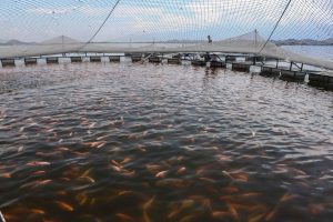 São Paulo estabelece medidas sanitárias para proteger a tilapicultura contra risco de vírus letal