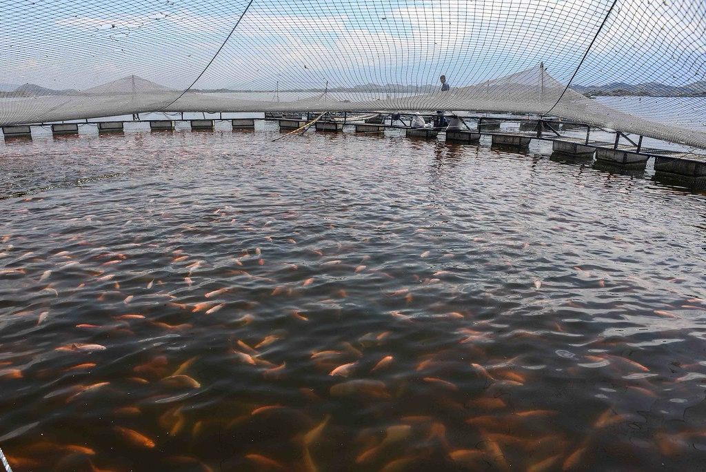 São Paulo estabelece medidas sanitárias para proteger a tilapicultura contra risco de vírus letal