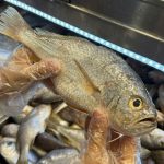 Você sabe identificar peixe fresco? Especialistas dão dicas para não errar na compra