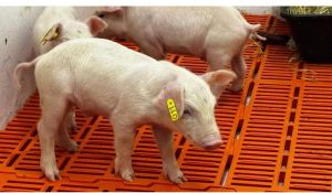 Primeiro clone suíno da América Latina nasce em unidade da Secretaria de Agricultura de SP