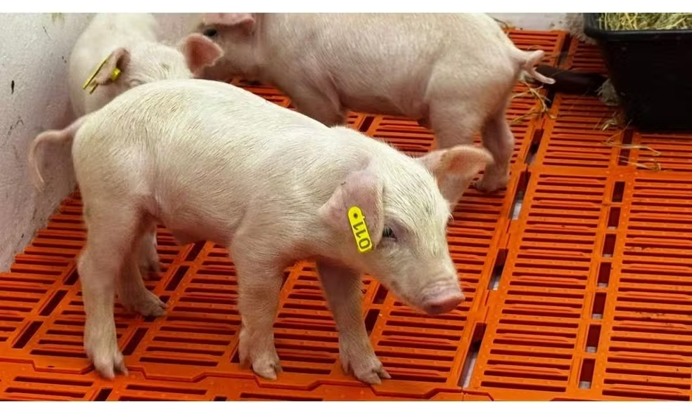 Primeiro clone suíno da América Latina nasce em unidade da Secretaria de Agricultura de SP