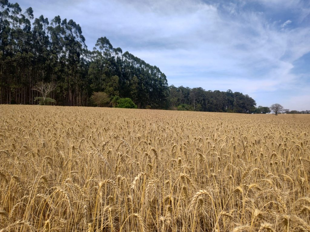 Trigo: cooperativa de Capão Bonito incentiva uso de tecnologia da APTA na safra 2026