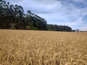 Trigo: cooperativa de Capão Bonito incentiva uso de tecnologia da APTA na safra 2026