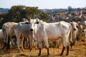 Fundo para pecuaristas garante resposta rápida a emergências sanitárias em SP