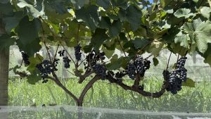 APTA Regional de São Roque classifica SP com medalha de platina no 1º Concurso Brasileiro de Suco De Uva