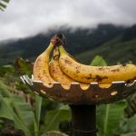 Vale do Ribeira conquista Indicação Geográfica de banana e se consolida como potência nacional da fruta