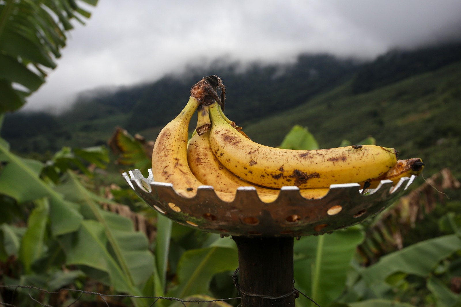 Vale do Ribeira conquista Indicação Geográfica de banana e se consolida como potência nacional da fruta
