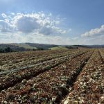 Governo de SP libera 5 milhões para produtores afetados pelas chuvas em Ibiúna e Piedade