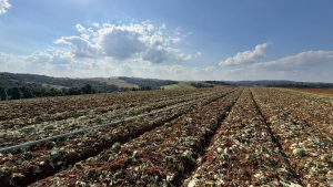 Governo de SP libera 5 milhões para produtores afetados pelas chuvas em Ibiúna e Piedade