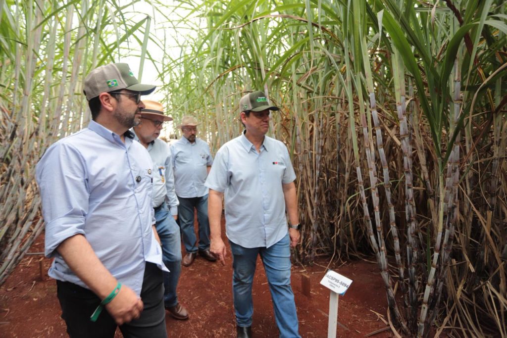 Governador de SP visita Divisão de Cana do IAC durante a Agrishow 2026 