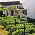 Agrishow 2026: Instituto Agronômico apresenta novas variedades de cana e amendoim 