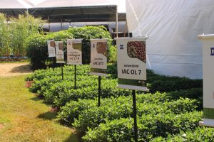 Agrishow 2026: Instituto Agronômico apresenta novas variedades de cana e amendoim 
