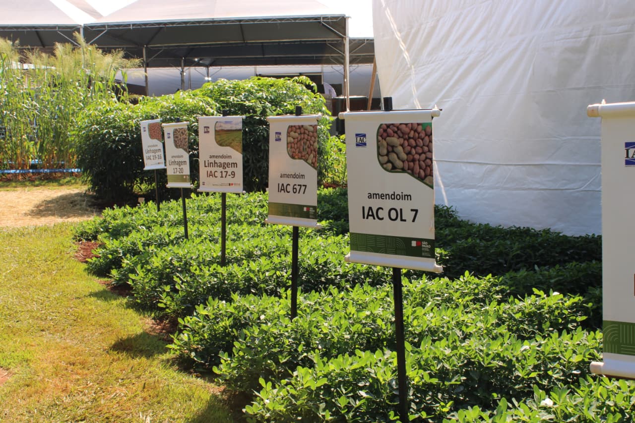Agrishow 2026: Instituto Agronômico apresenta novas variedades de cana e amendoim 