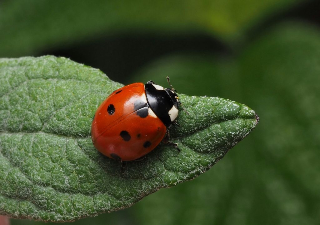 Pequenas guardiãs: joaninhas atuam contra pragas agrícolas e protegem plantações em SP