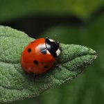 Pequenas guardiãs: joaninhas atuam contra pragas agrícolas e protegem plantações em SP