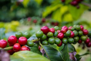 Governo de SP firma cooperação com programa da União Europeia para apoiar produtores rurais paulistas em novas exigências ambientais