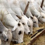 Carnes e café lideram crescimento da agropecuária paulista em 2025