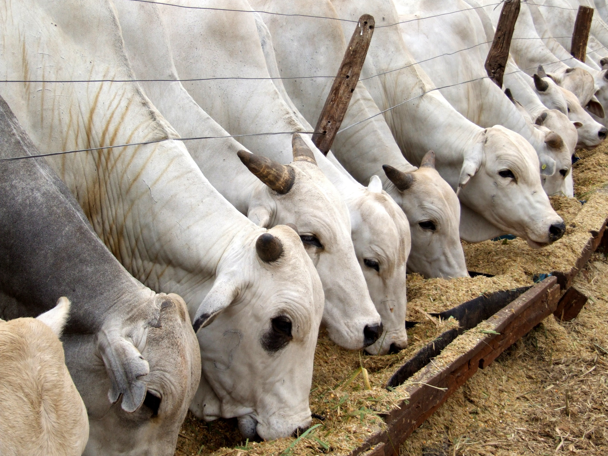 Carnes e café lideram crescimento da agropecuária paulista em 2025