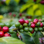 De Cafelândia a Palmital: conheça 10 cidades paulistas que nasceram do agro