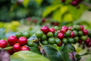 De Cafelândia a Palmital: conheça 10 cidades paulistas que nasceram do agro