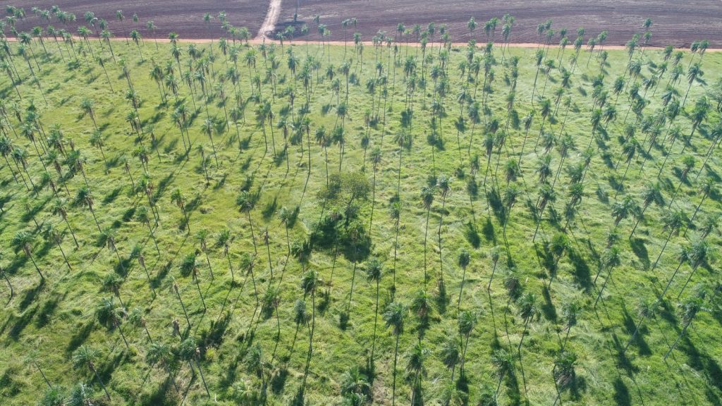Produtores rurais paulistas podem gerar renda por meio da regularização ambiental