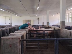 Instituto de Zootecnia destaca protagonismo paulista nos 60 anos da zootecnia no Brasil 