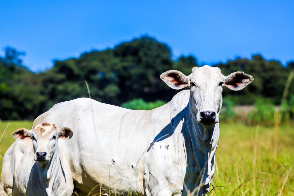 Sanidade Animal – Campanha de Atualização dos Rebanhos segue em vigor até o dia 14 de junho no Estado de São Paulo
