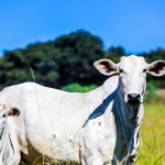 Sanidade Animal – Campanha de Atualização dos Rebanhos segue em vigor até o dia 14 de junho no Estado de São Paulo