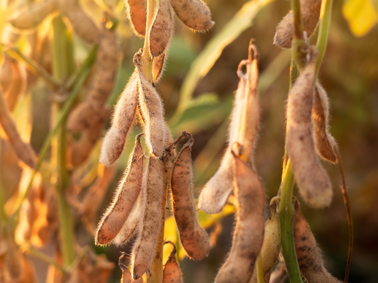 Sanidade Vegetal – Vazio Sanitário da Soja começa na próxima segunda-feira, 1º de junho, na região 1 do Estado