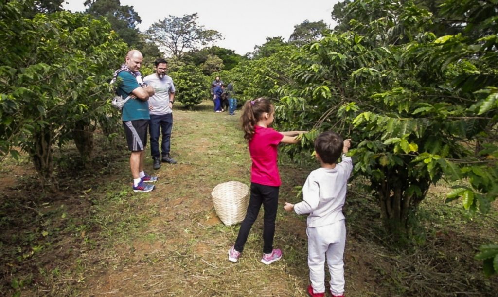 Colheita de café em plena capital paulista marca início da safra em São Paulo