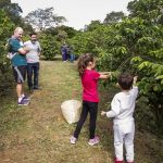 Colheita de café em plena capital paulista marca início da safra em São Paulo