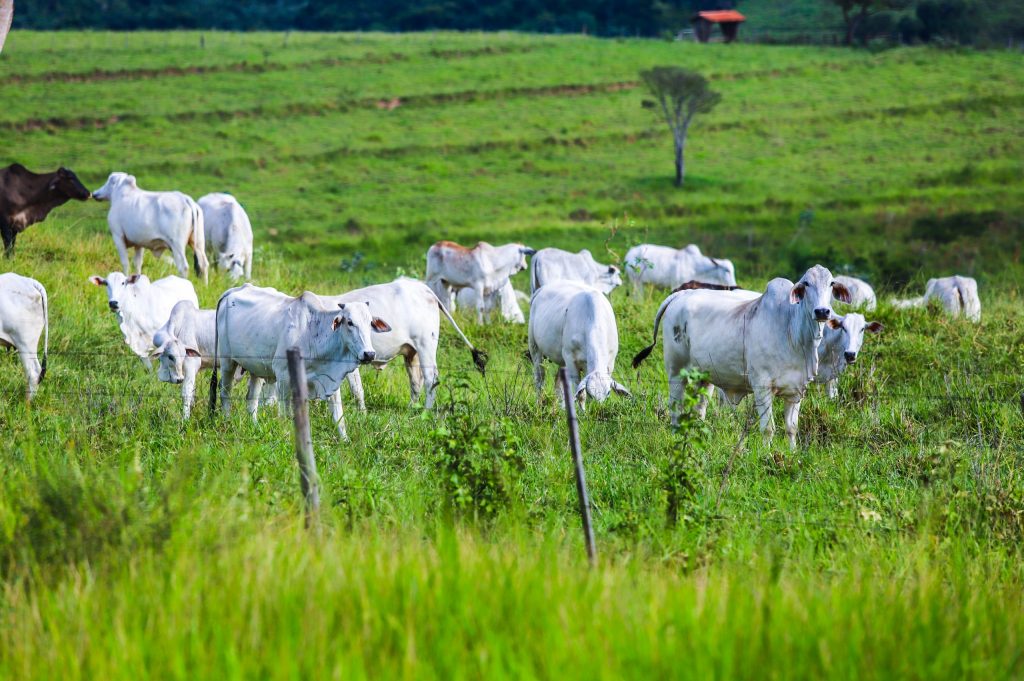 Sanidade Animal – Em São Paulo, Campanha de Atualização dos Rebanhos começa na próxima segunda-feira, 11 de maio