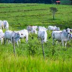 Sanidade Animal – Em São Paulo, Campanha de Atualização dos Rebanhos começa na próxima segunda-feira, 11 de maio