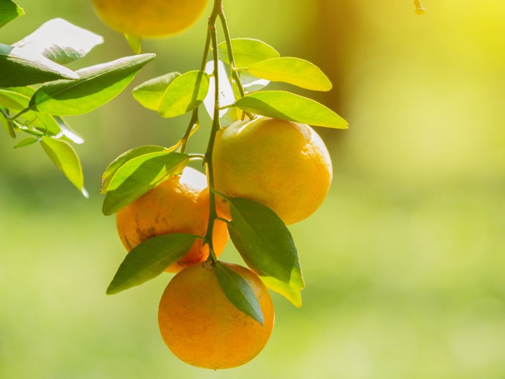 Citricultura – Produtores têm até 15 de julho para entregar relatório Cancro/Greening referente ao primeiro semestre de 2026
