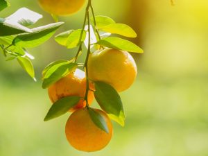 Citricultura – Produtores têm até 15 de julho para entregar relatório Cancro/Greening referente ao primeiro semestre de 2026