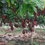 Cacau 360° seleciona recém-doutor em produção vegetal, agronomia e ciências florestais para atuar em São Carlos